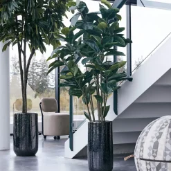 DPJ Workspace Kunstgewächs Ficus Robusta